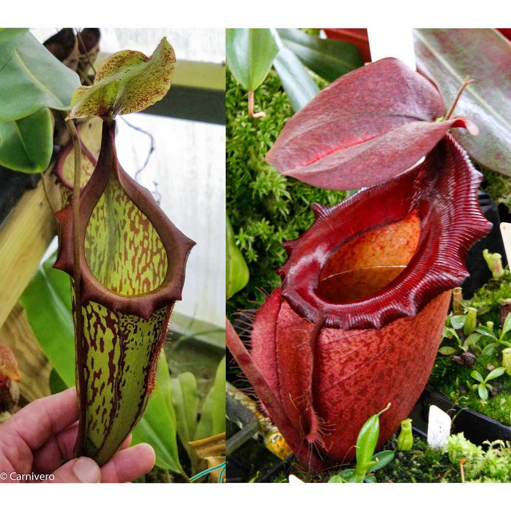 Nepenthes (maxima x campanulata) x 'Leviathan', CAR-0405 – Carnivero