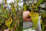 Nepenthes eymae hort (Lumut parents from EP), CAR-0442