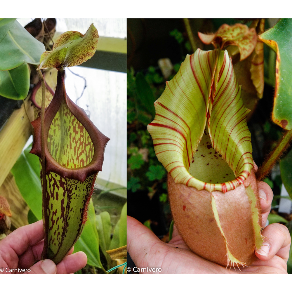 
                      
                        Nepenthes (maxima x campanulata) x veitchii Bareo Squat, CAR-0411
                      
                    