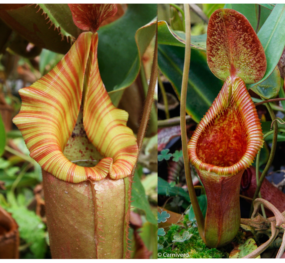 Nepenthes (Song of Melancholy x veitchii Pink Candy Cane) x Trusmadiensis SG-Seed Pod