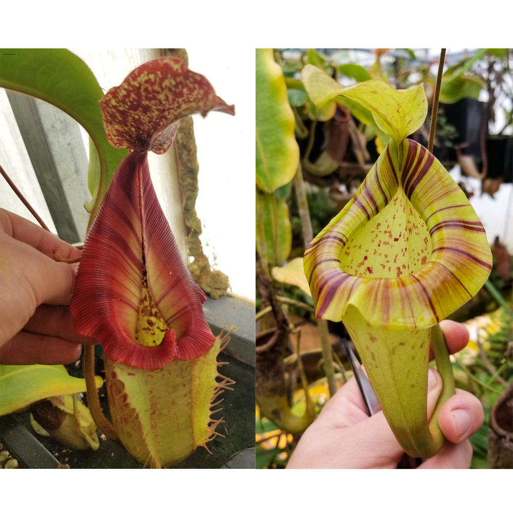 Nepenthes [(Rokko x boschiana) x veitchii] x platychila Drew McClain, CAR-0412