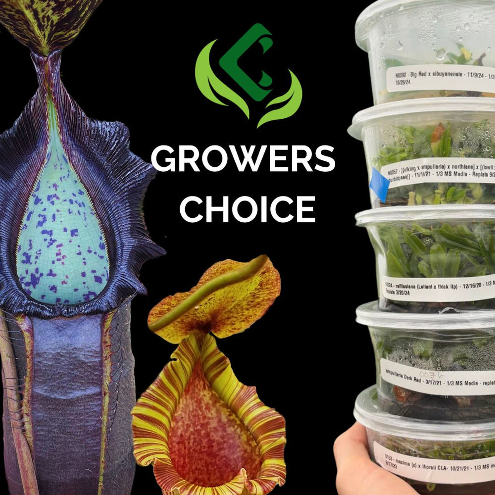 GROWERS CHOICE NEPENTHES TISSUE CULTURE FLASK