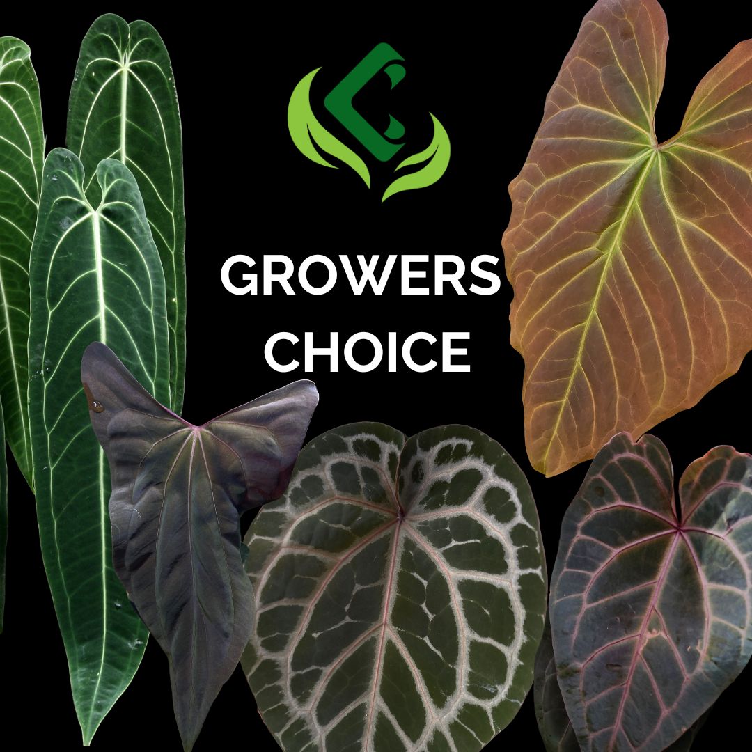 GROWERS CHOICE ANTHURIUM