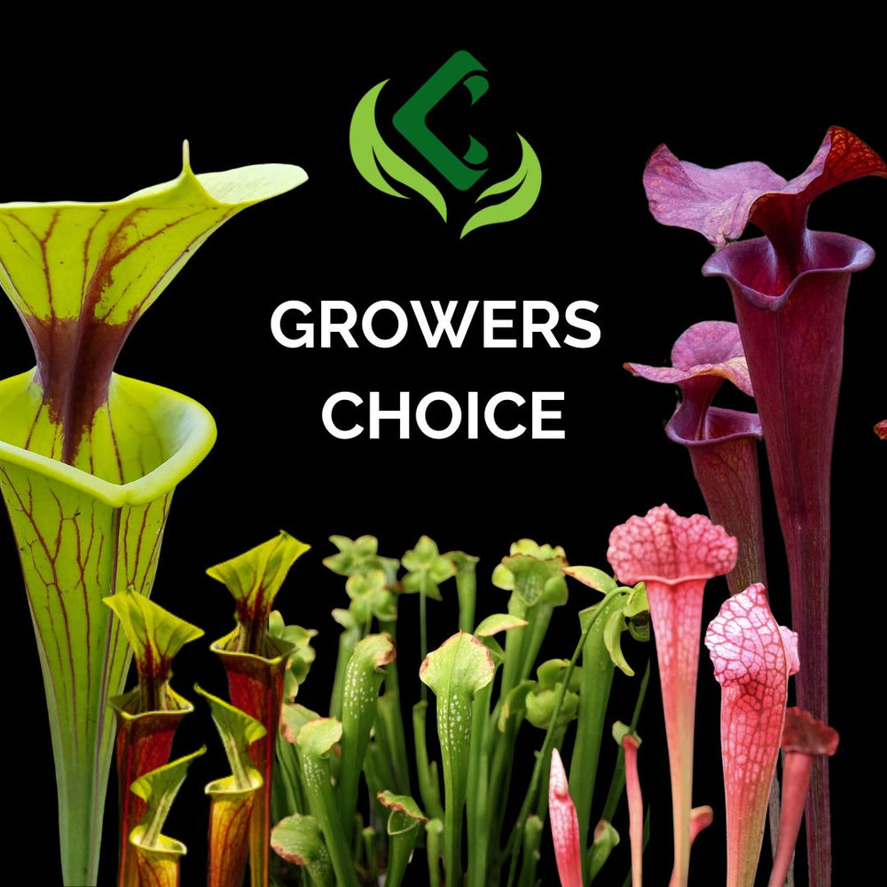 GROWERS CHOICE Sarracenia