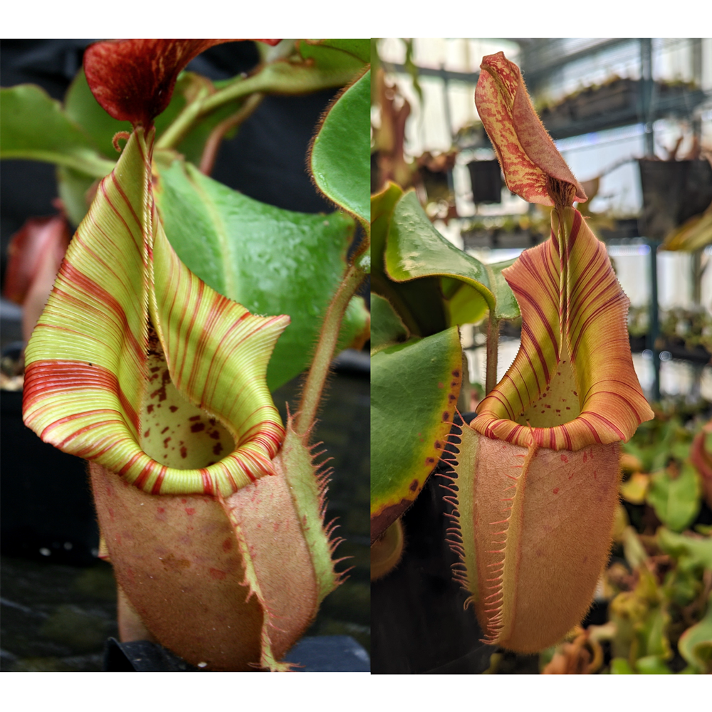 Nepenthes veitchii [(Murud Striped x Candy) #3 x (Akazukin x Bareo) #1 ...