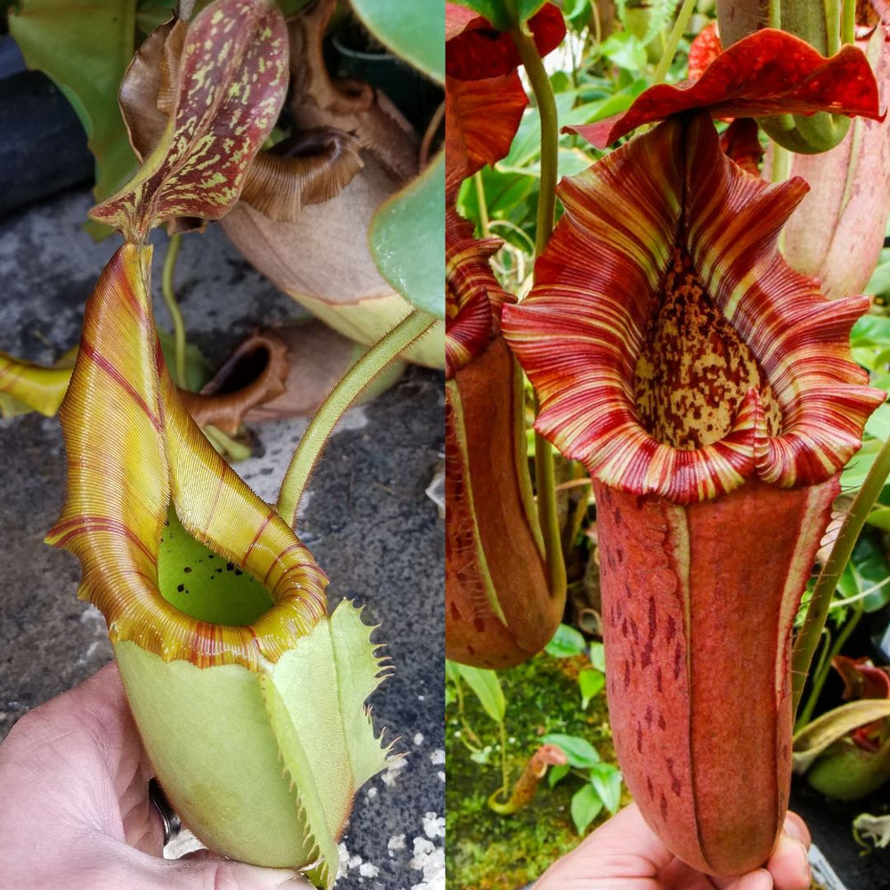 Nepenthes veitchii JB x {Song of melancholy x [(lowii x veitchii) x boschiana]}, CAR-0522