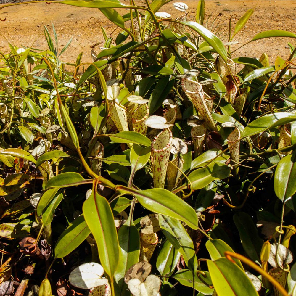 
                      
                        Nepenthes stenophylla x zakriana (Mamut Copper Mine), CAR-0454
                      
                    