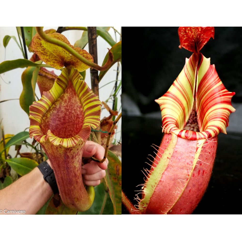 Nepenthes [(lowii x veitchii) x boschiana)] "Red Ruffled" x veitchii Candy Dreams Seed Pod