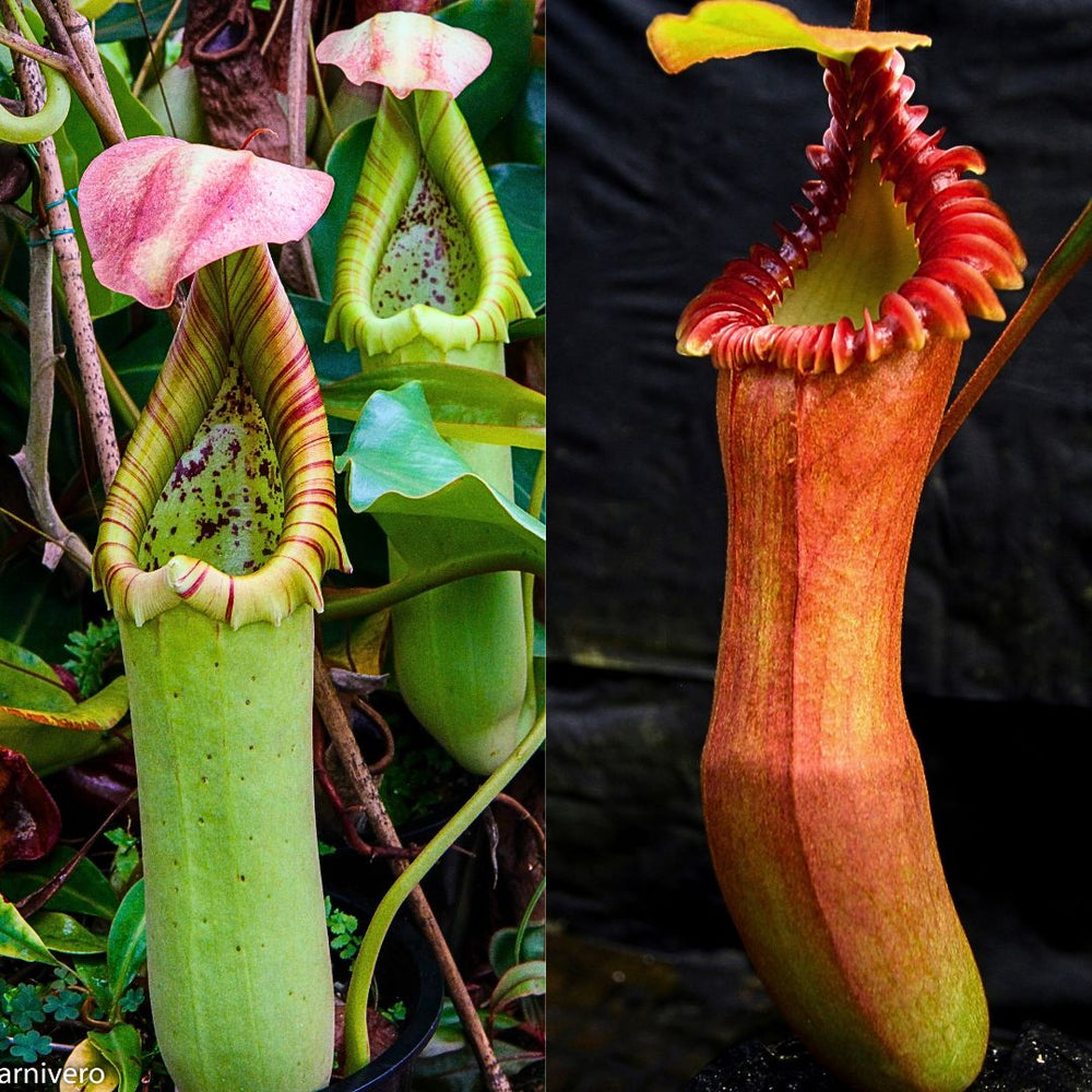 Nepenthes truncata JB x edwardsiana, CAR-0549