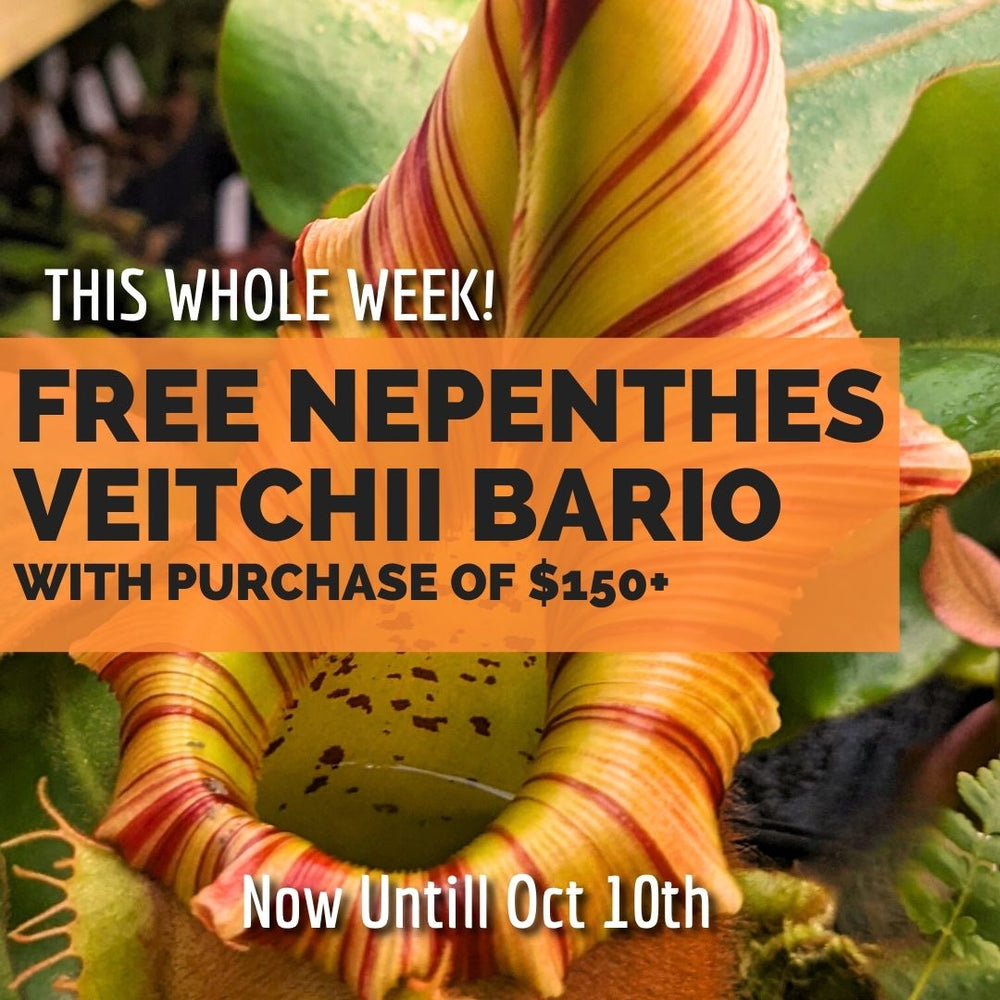 
                      
                        Nepenthes veitchii Bario
                      
                    