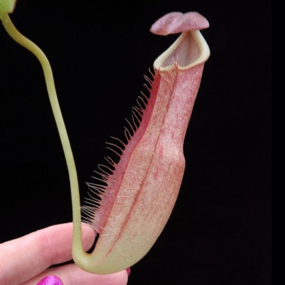 
                      
                        Nepenthes longifolia BE-3704
                      
                    