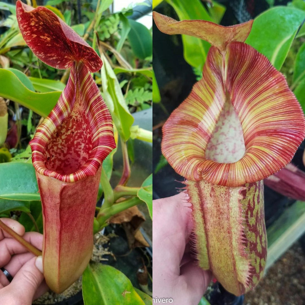 Nepenthes (veitchii x lowii) x 'Redonkulas', CAR-0465