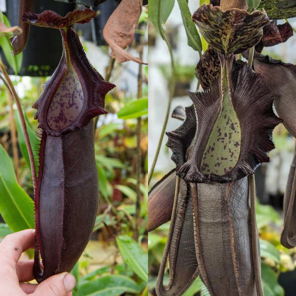 
                      
                        Nepenthes naga, seed-grown, CAR-0460
                      
                    