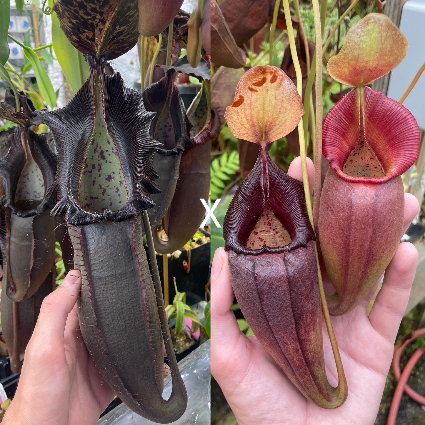 [A289] Nepenthes naga x ovata MT (Xs)