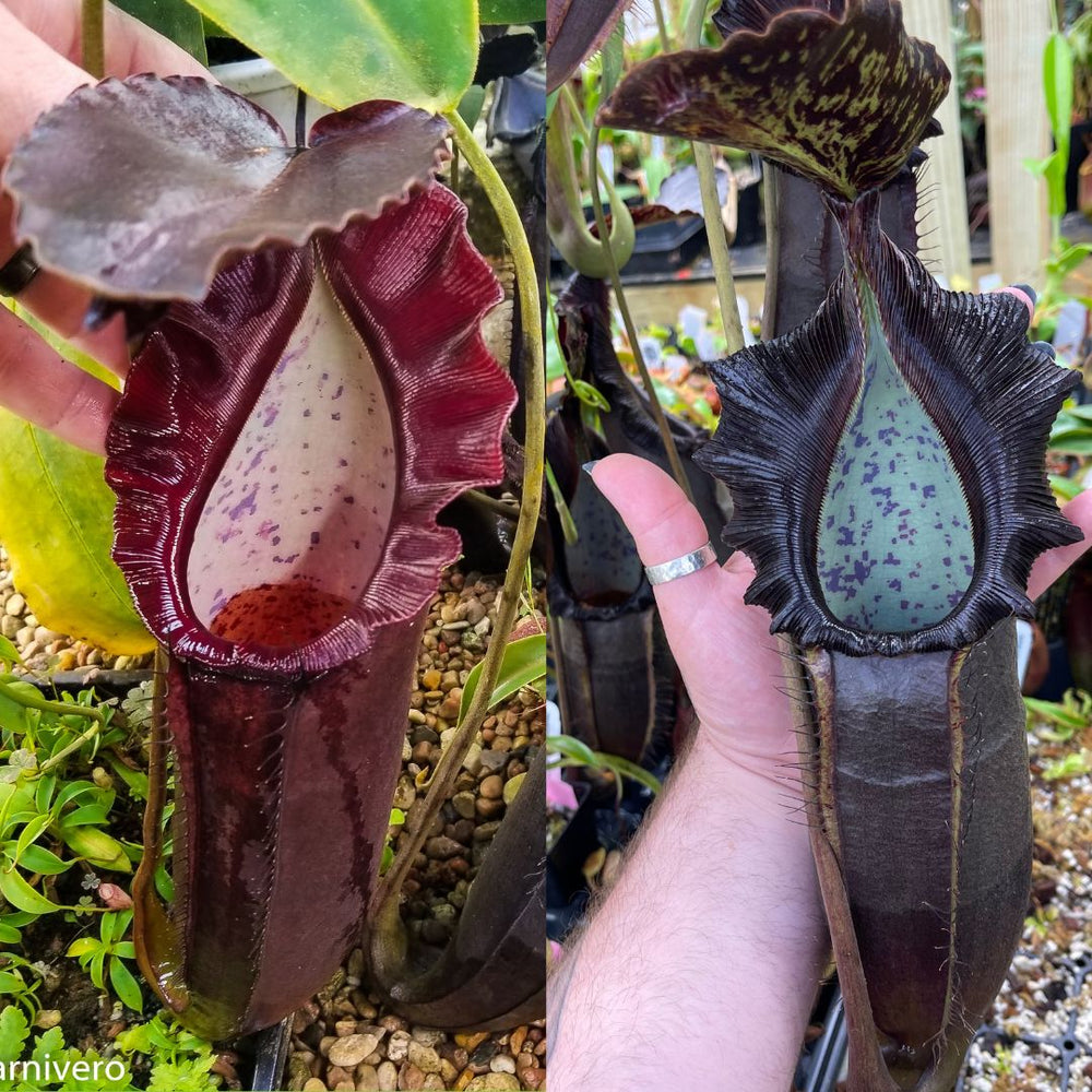 Nepenthes naga 'Paul Barden' x naga - 5 Seeds