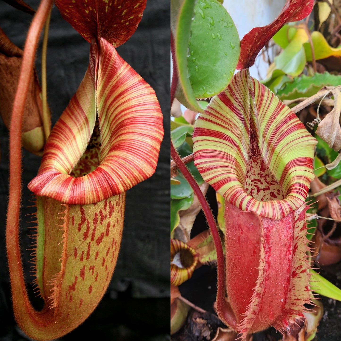 Nepenthes [(Rokko x boschiana) x veitchii-Orange Fade] #1 x (veitchii x allardii) #1, CAR-0712