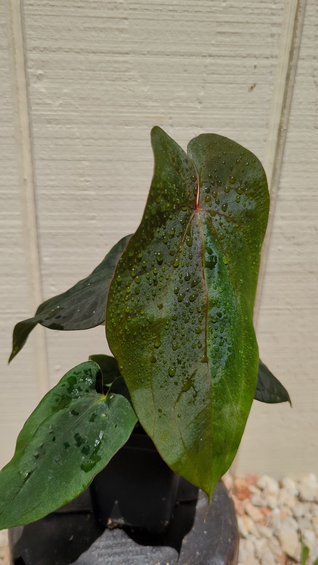 Anthurium dressleri - NSE