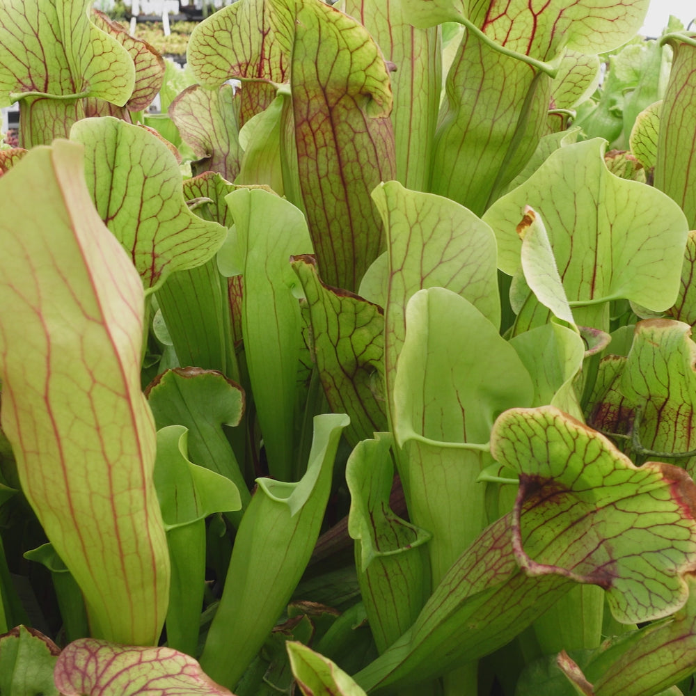 
                      
                        Load and play video in Gallery viewer, Sarracenia &amp;#39;Meerkat Mob&amp;#39;
                      
                    