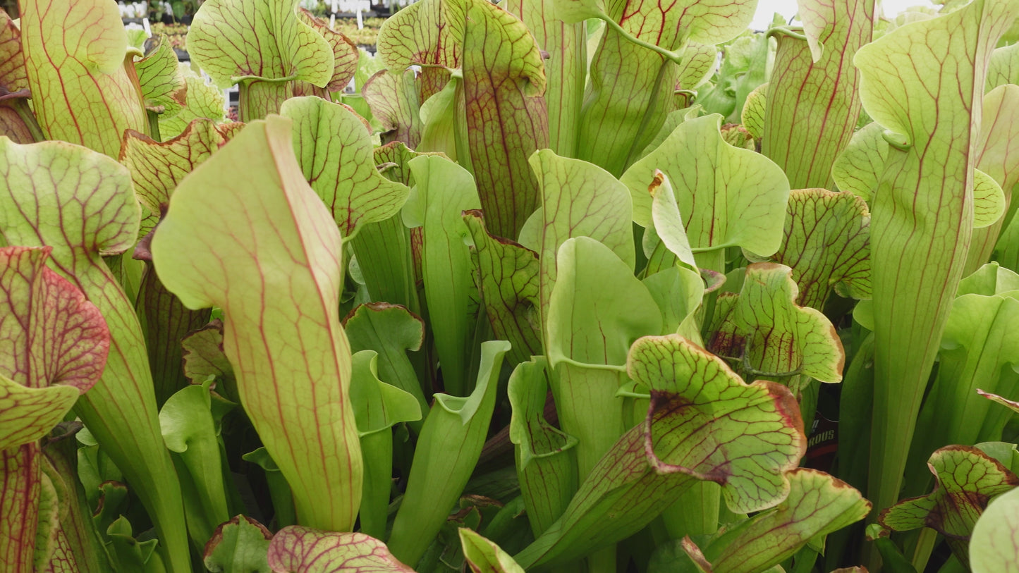 Sarracenia 'Meerkat Mob'