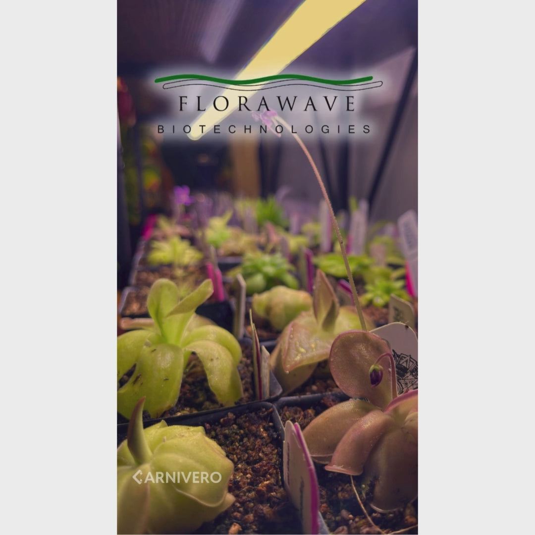 Florawave A18 Grow Light