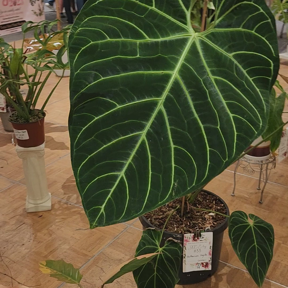 
                      
                        Load and play video in Gallery viewer, Anthurium regale (seedlings)
                      
                    