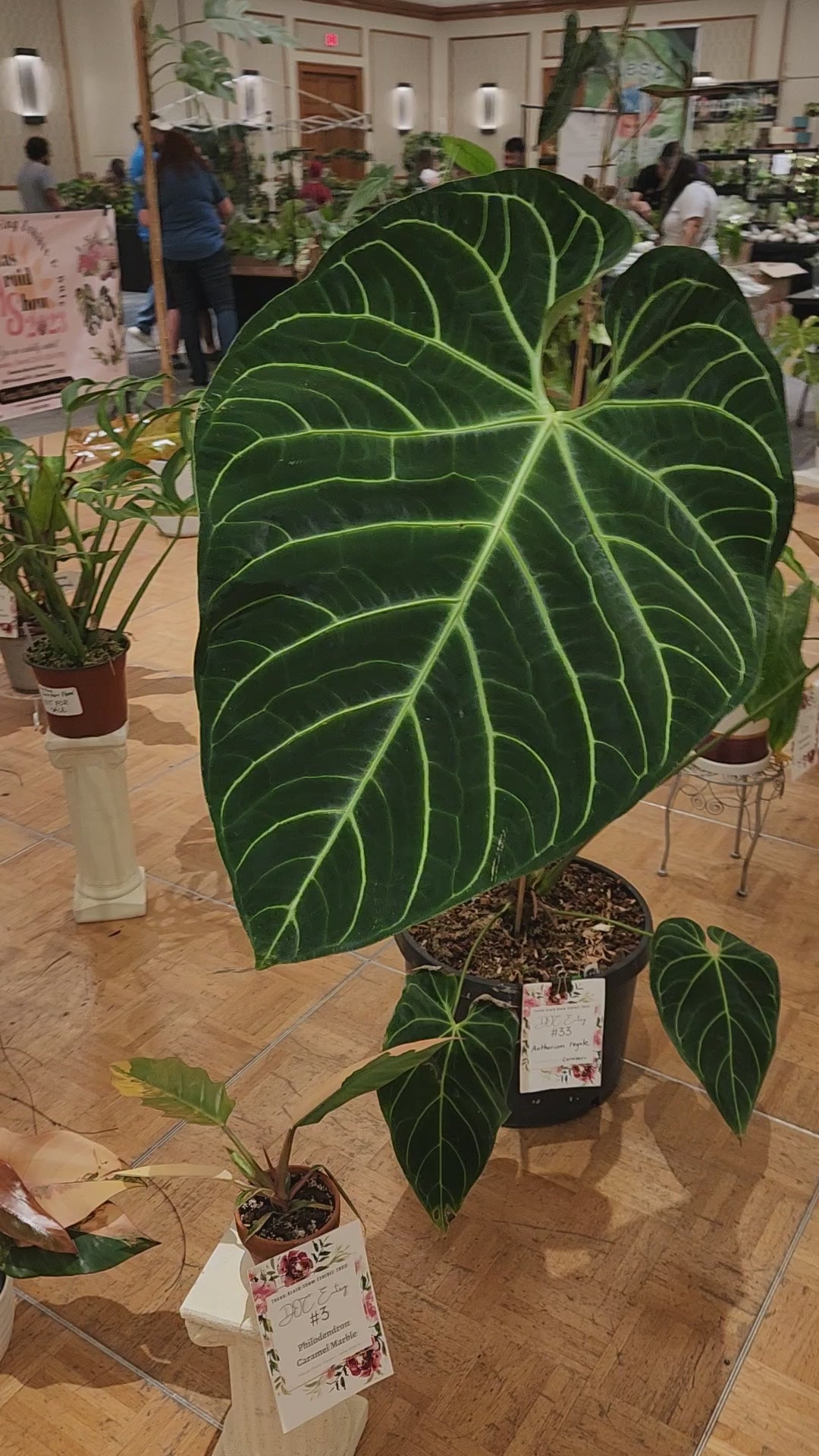 Anthurium regale (seedlings)