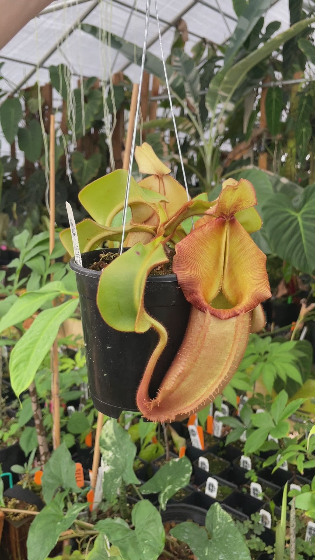 [A252] Nepenthes veitchii Bario NE32C (XL, unpotted)