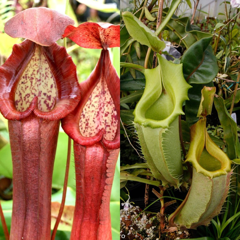 Nepenthes 'Red Dragon' x veitchii LL, CAR-0503