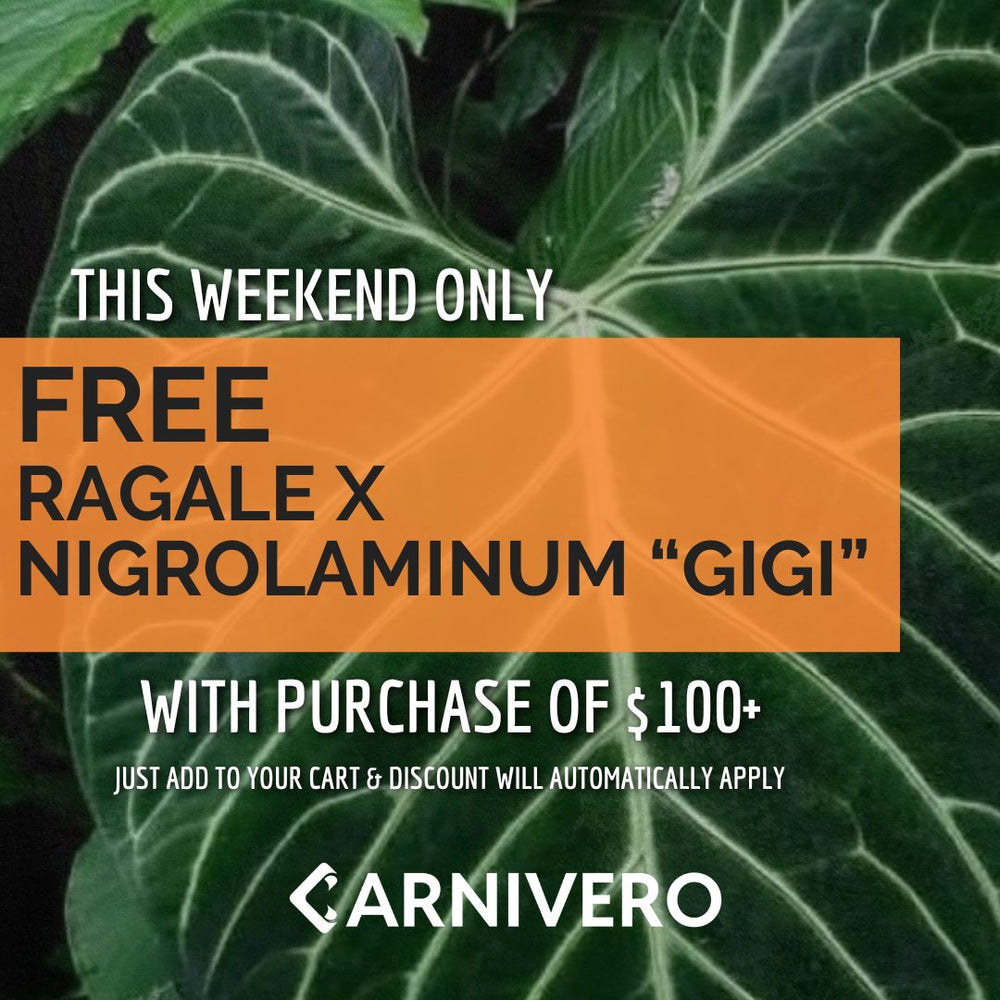 Weekend deal- Anthurium regale x nigrolaminum 