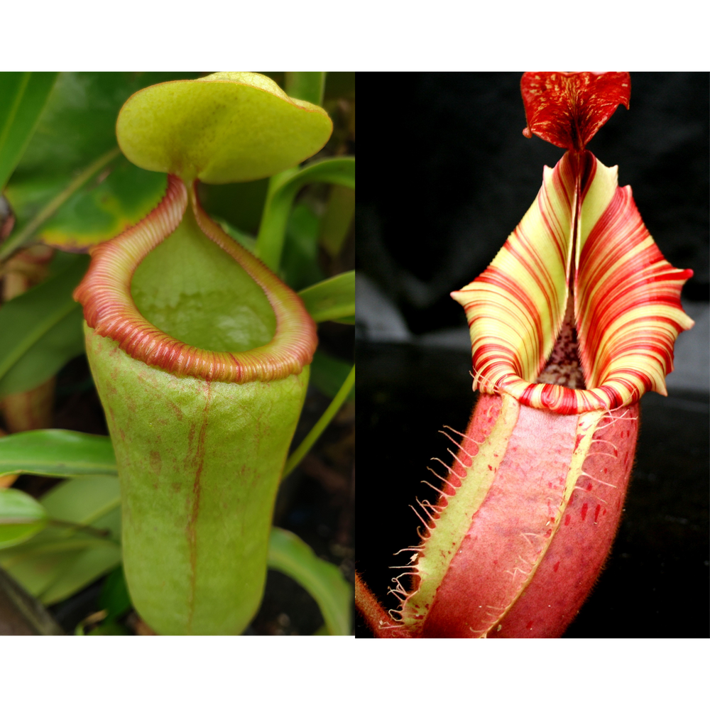 Seed Pod- Nepenthes (ventricosa x campanulata) x veitchii 