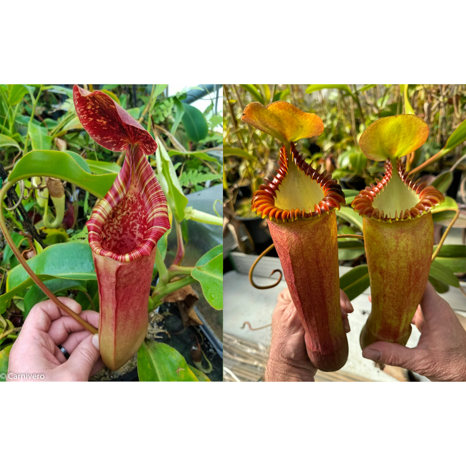 
                      
                        Nepenthes (lowii x veitchii) x edwardsiana CC, CAR-0432
                      
                    