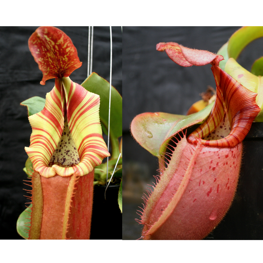 Nepenthes (Song of Melancholy x veitchii Pink Candy Cane) x veitchii ...