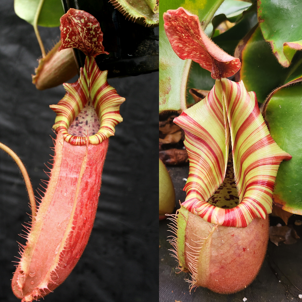 Nepenthes [(Song of Melancholy x veitchii) x veitchii 