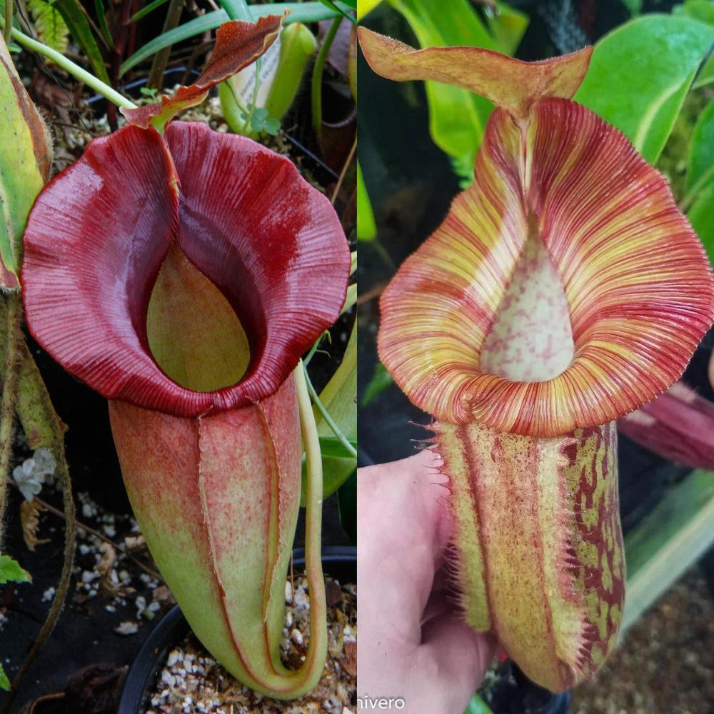 Nepenthes (SPATHULATA X JACQUELINEAE) x 'Redonkulas', CAR-0471