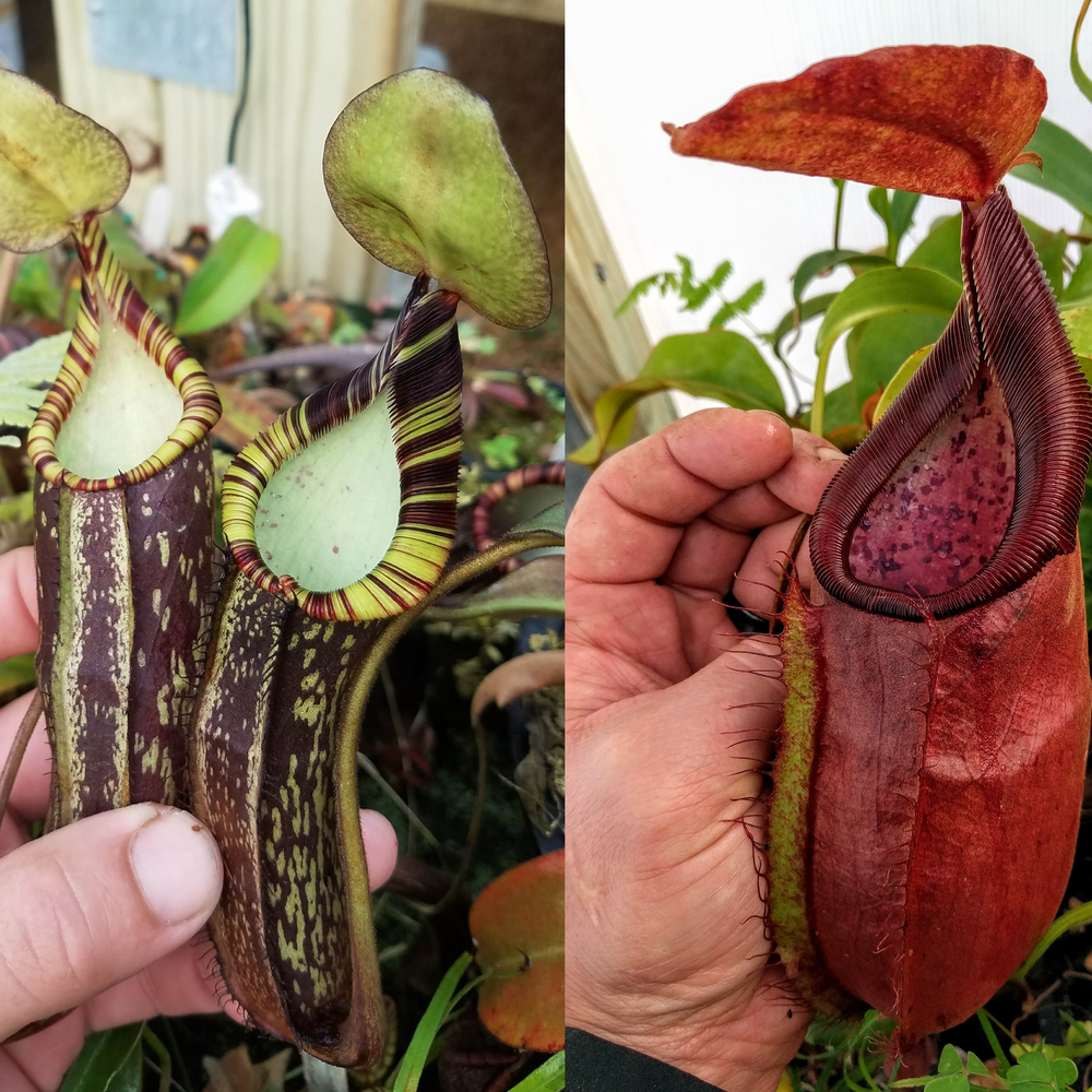 [A288] Nepenthes spectabilis (EP) x adrianii (xs)