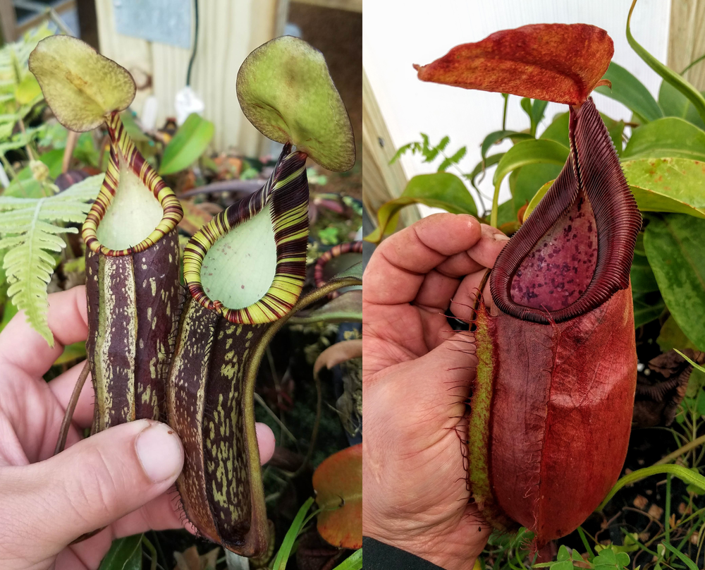 [A449] Nepenthes spectabilis (EP) x adrianii