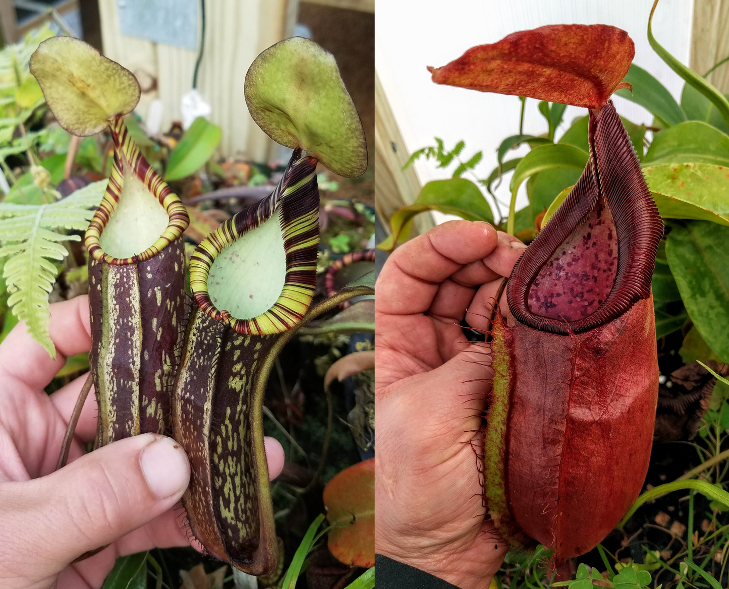 [A288] Nepenthes spectabilis (EP) x adrianii (xs)