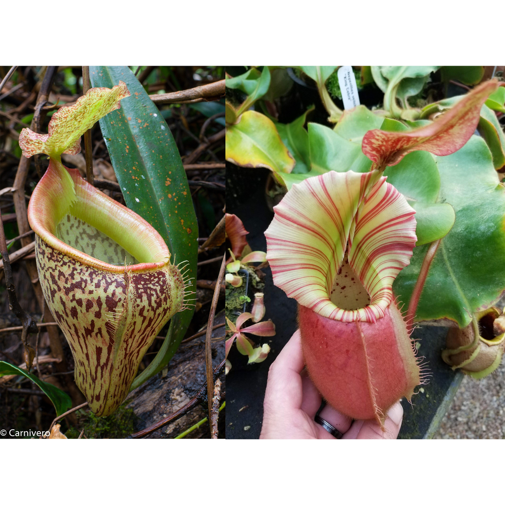 
                      
                        Nepenthes talangensis x veitchii "Cobra", CAR-0386
                      
                    