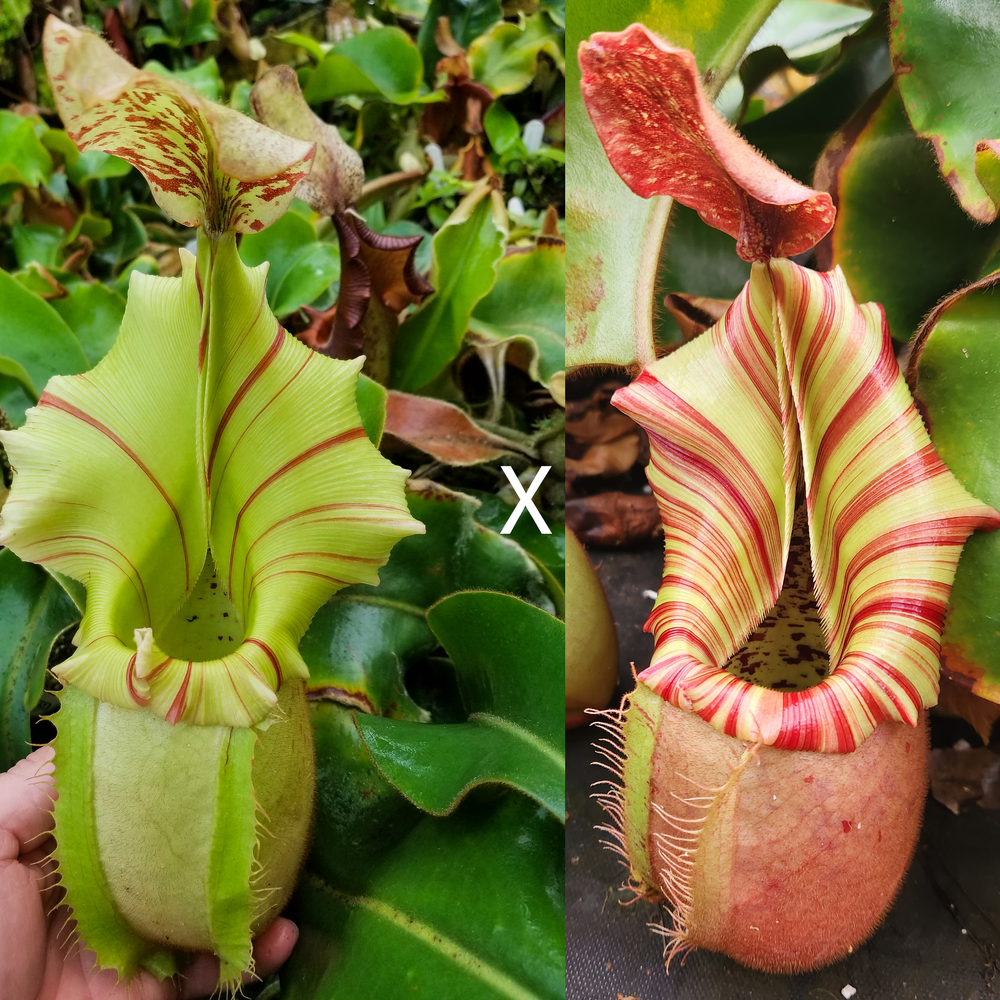 Nepenthes veitchii (Thai Bareo Giant x 