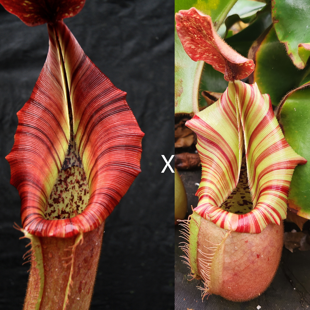 Nepenthes {[(lowii x veitchii) x boschiana)] x veitchii 