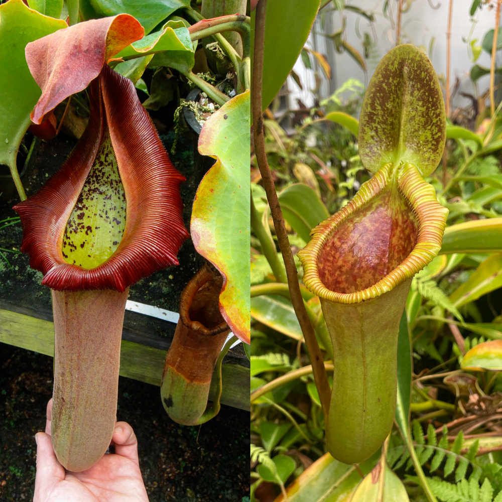 [A467] Nepenthes truncata (d)#1 x Trusmadiensis (xs, seed grown)