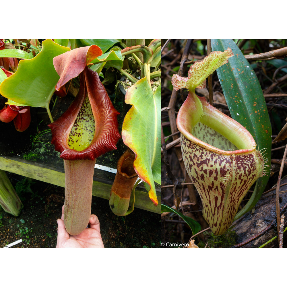 
                      
                        Nepenthes truncata (d) x talangensis, CAR-0371, pitcher plant, carnivorous plant, collectors plant, large pitchers, rare plants
                      
                    