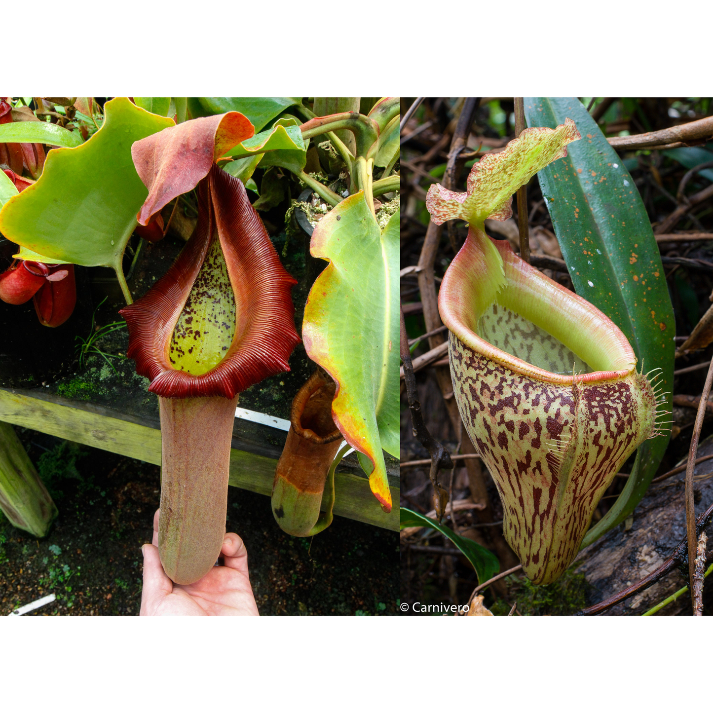 Nepenthes truncata (d) x talangensis, CAR-0371, pitcher plant, carnivorous plant, collectors plant, large pitchers, rare plants