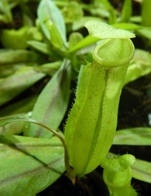 Nepenthes neoguineensis, BE-4539