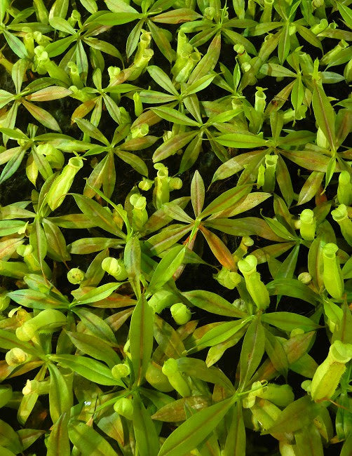 
                      
                        Nepenthes neoguineensis, BE-4539
                      
                    