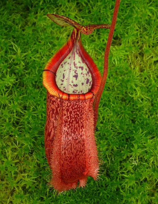 Nepenthes hamata x burbidgeae