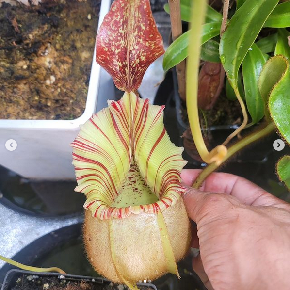 
                      
                        [A487] Nepenthes veitchii (m) Bario - rooted female cutting (XL)
                      
                    