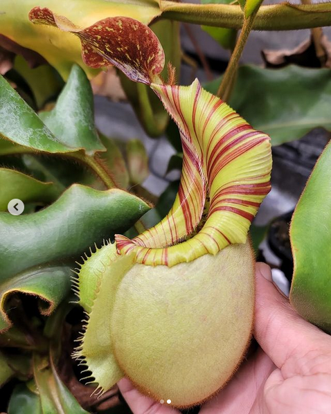 
                      
                        [A487] Nepenthes veitchii (m) Bario - rooted female cutting (XL)
                      
                    