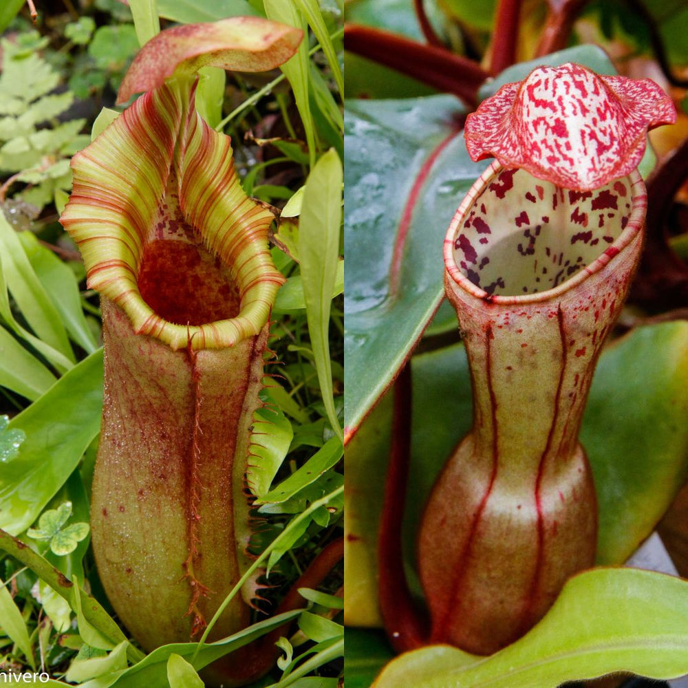 Nepenthes (veitchii x lowii) x clipeata 'Clone 3', CAR-0518