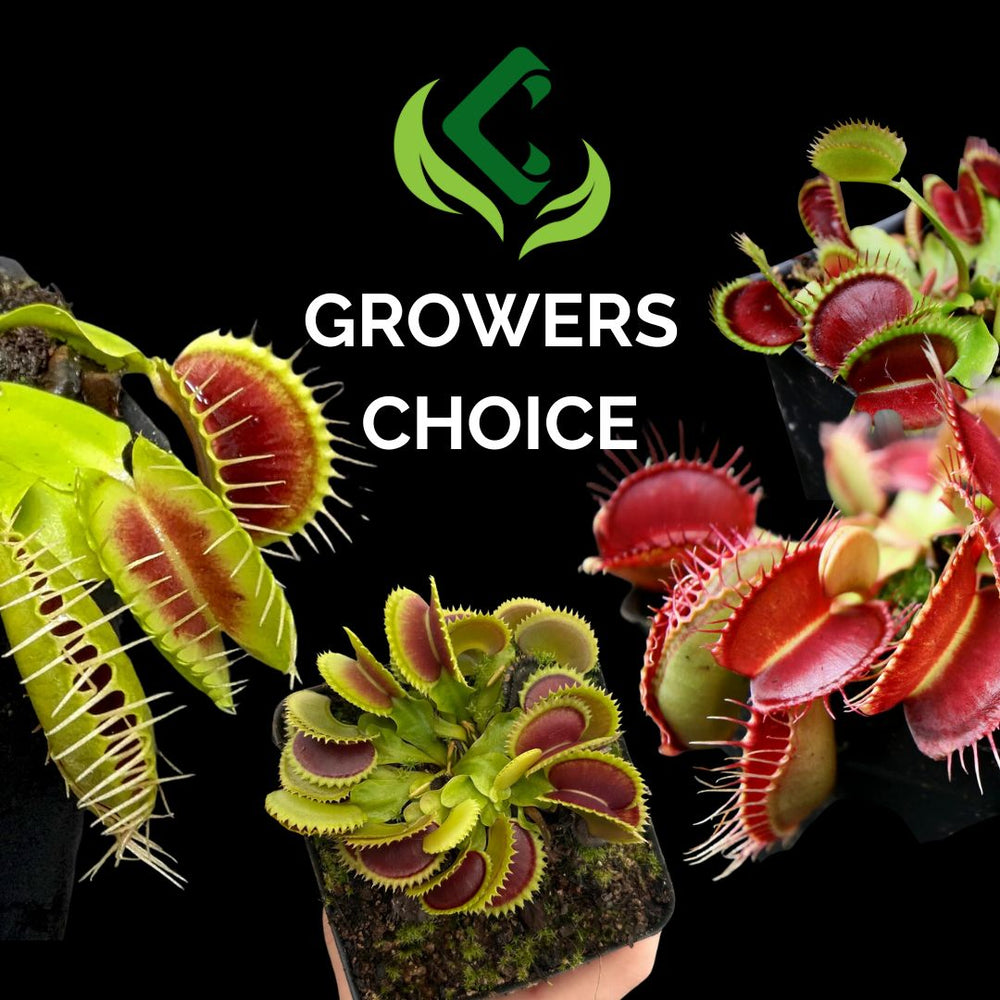 GROWERS CHOICE VENUS FLYTRAP